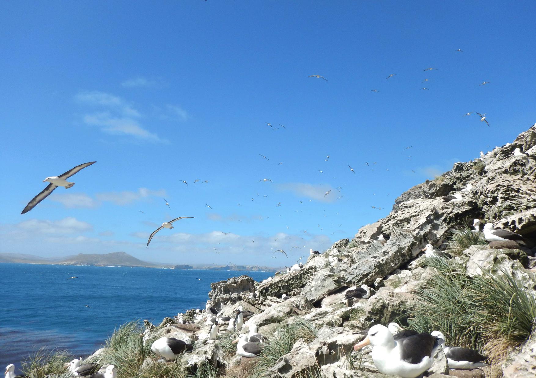 DPLUS139: Tracking seabirds & seals in the Falkland Islands - SAERI