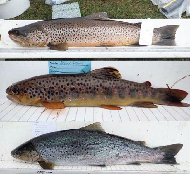 Brown trout in the Falkland Islands invasion ecology, population