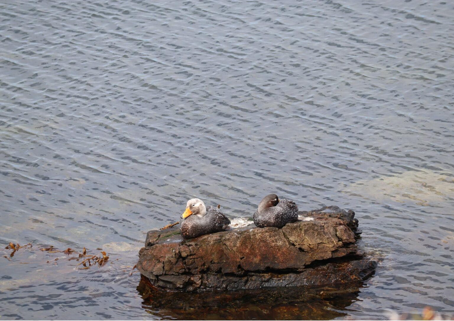 Understanding the Falklands Steamer Duck SAERI