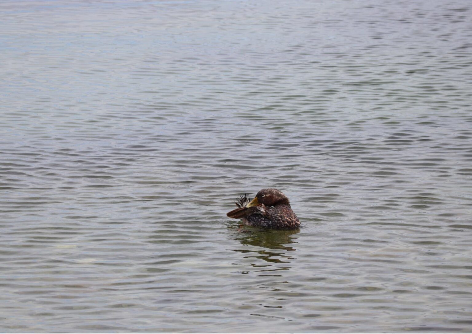 Understanding the Falklands Steamer Duck SAERI