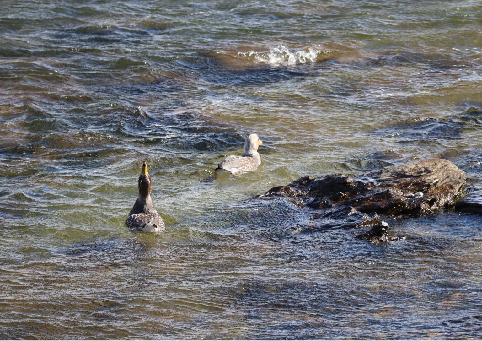 Understanding the Falklands Steamer Duck SAERI